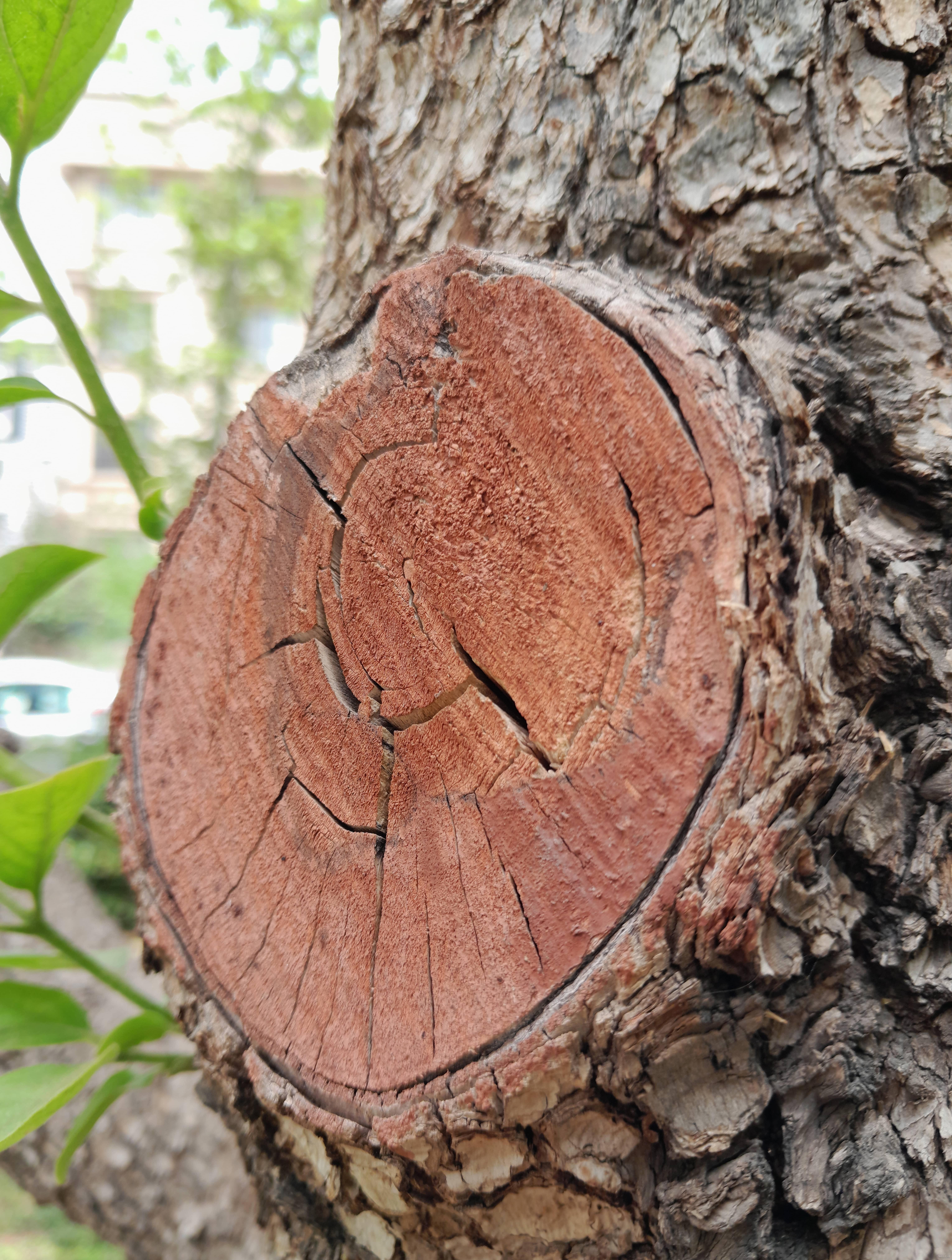 عکس گوشی سامسونگ مدل a13