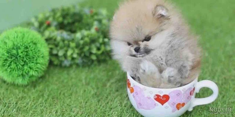 20 Huge & Cuddly Dogs That You’ll Want To Adopt Immediately. | Cute ...