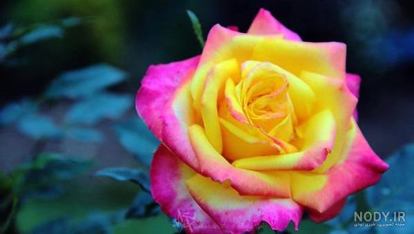 تصاویر بسیار زیبا از گل های طبیعی