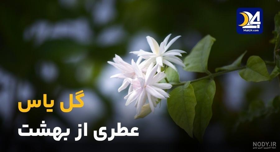 خرید عطر گل یاس + گارانتی 100٪ بی قیدوشرط | ماه 24 خرید عطر گل یاس + گارانتی 100٪ بی قیدوشرط | ماه 24