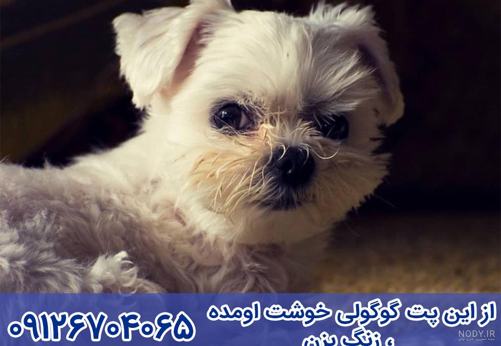 سگ فنجونی