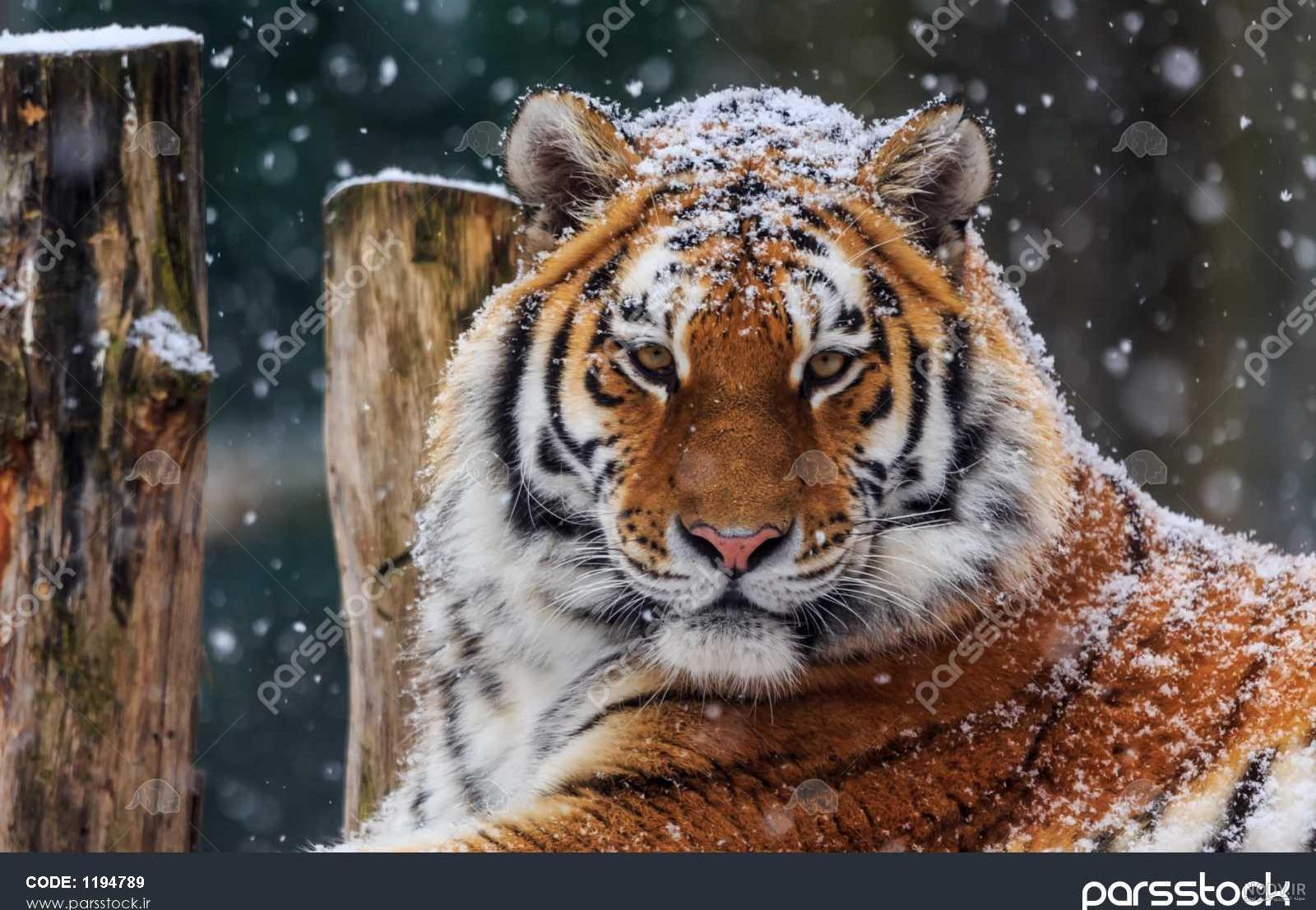 عکس ببر سیبری