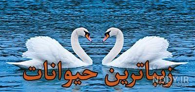 عکس حیوانات زیبای جهان - عکس نودی