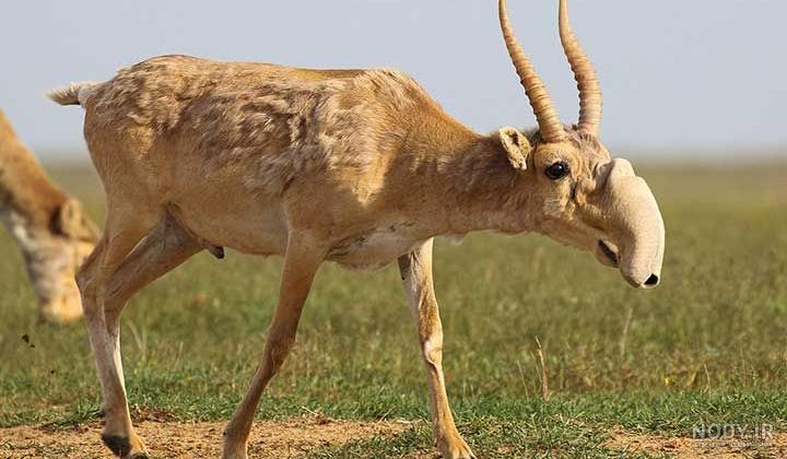 عکس حیوانات زیبای جهان - عکس نودی