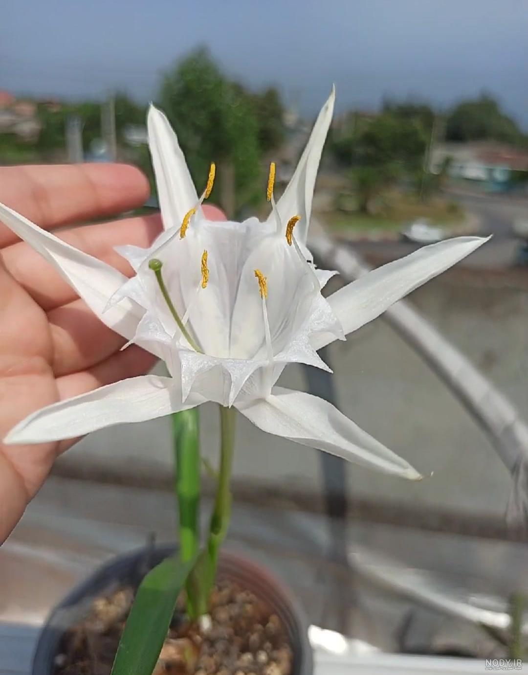 عکس گل نرگس در باران برای پروفایل