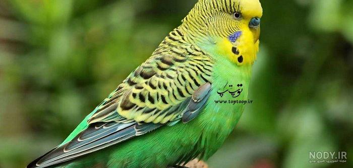 Top 10 Most Affectionate Birds in The World