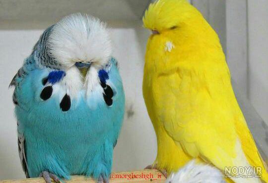 بایگانی‌های مرغ عشق - مرجع تخصصی دام و طیور