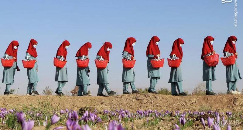 برداشت زرشک در خراسان جنوبی (عکس) برداشت زرشک در خراسان جنوبی (عکس)
