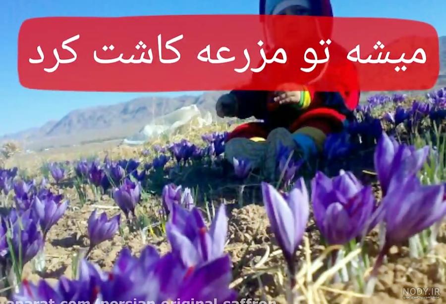 جشن برداشت زعفران سرایان - بلاگ ایران هتل آنلاین جشن برداشت زعفران سرایان - بلاگ ایران هتل آنلاین