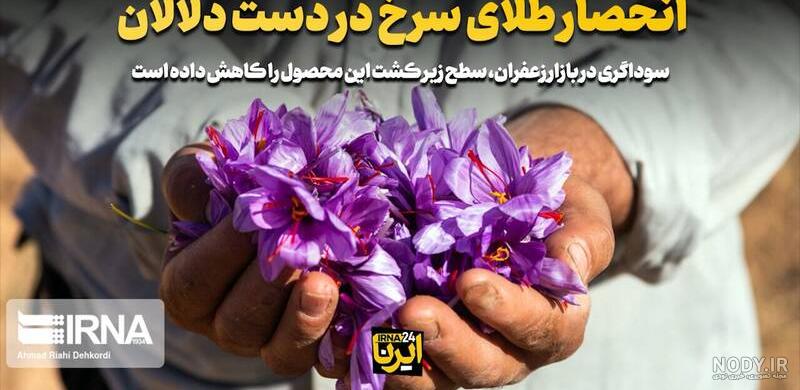 جشن برداشت زعفران سرایان - بلاگ ایران هتل آنلاین جشن برداشت زعفران سرایان - بلاگ ایران هتل آنلاین