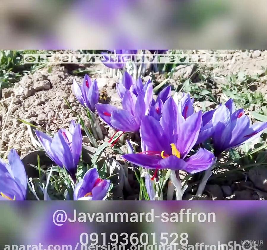 زعفران - مشرق نیوز زعفران - مشرق نیوز