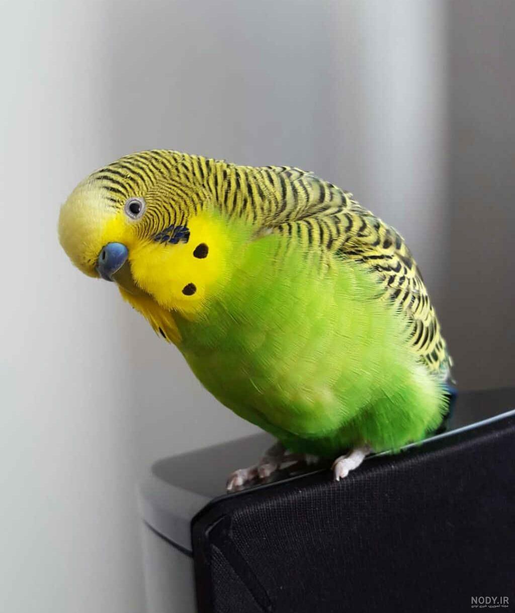 صدای مرغ عشق نر مست