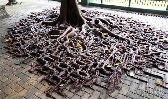 عجیب و غریب ترین موجودات در دل طبیعت +13 عکس عجیب و غریب ترین موجودات در دل طبیعت +13 عکس