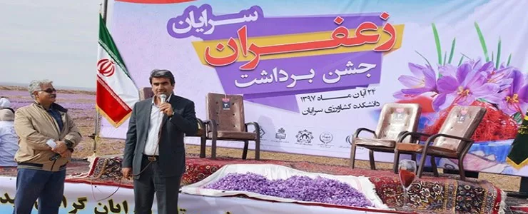 عکس جمع آوری زعفران عکس جمع آوری زعفران