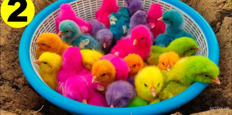 عکس جوجه رنگی صورتی و آبی عکس جوجه رنگی صورتی و آبی