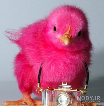 عکس جوجه صورتی و زرد عکس جوجه صورتی و زرد