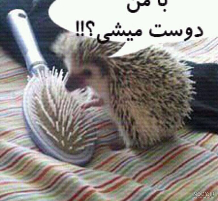 عکس خنده دار؛ عکس نوشته طنز عکس پروفایل خنده دار و تصاویر نوشته دار جالب