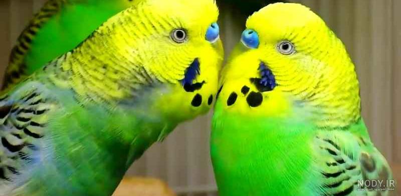 عکس عاشقانه مرغ عشق love parrots