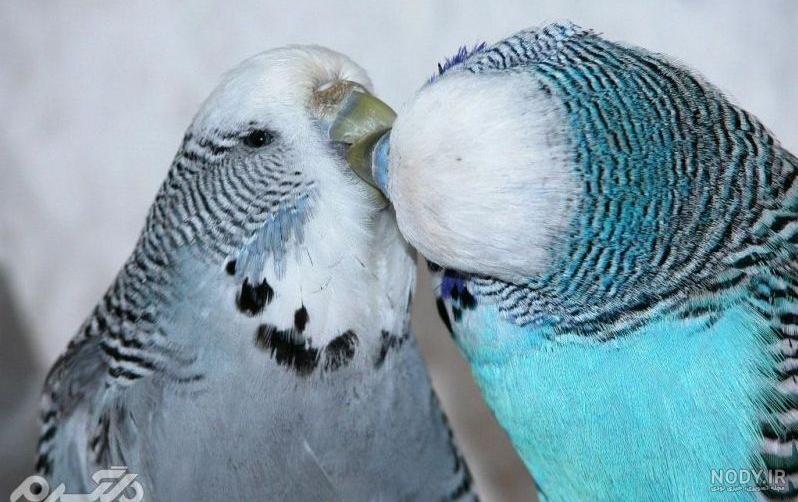 عکس مرغ عشق نر زرد