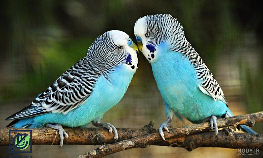 عکس مرغ عشق نر سبز