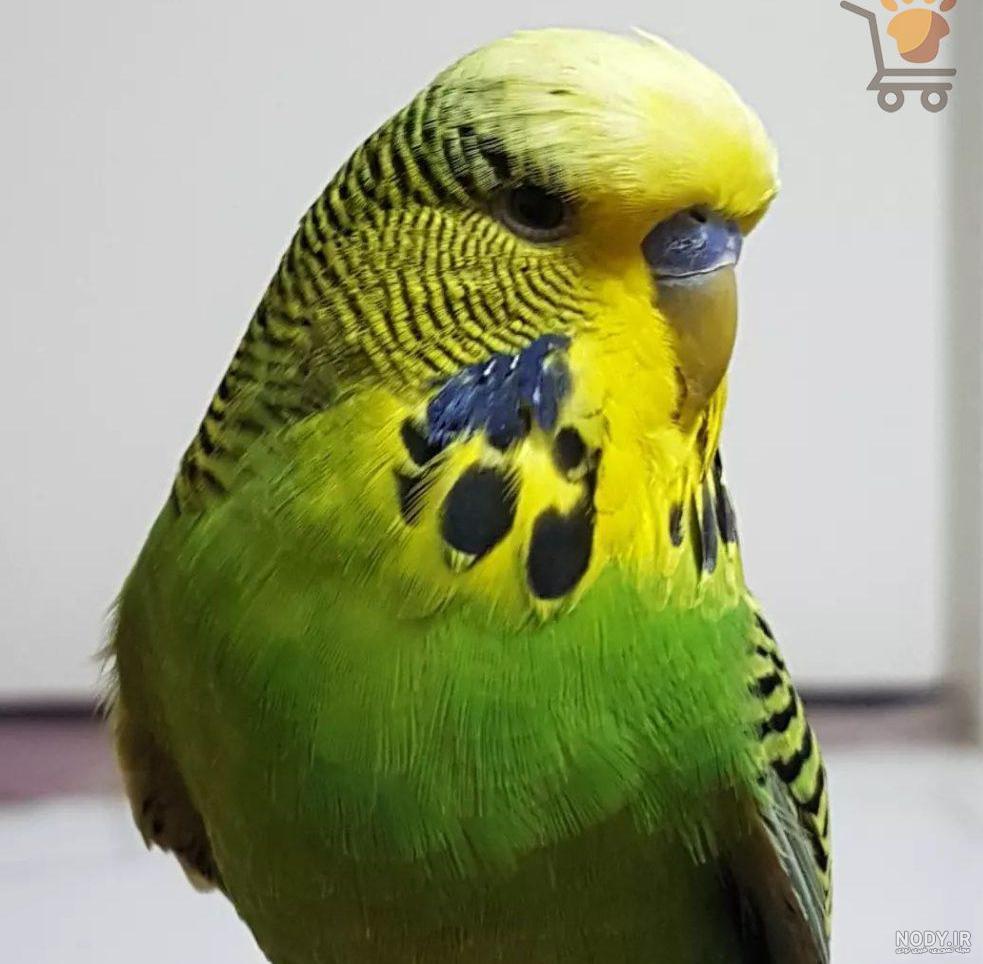 عکس مرغ عشق نر سبز - عکس نودی