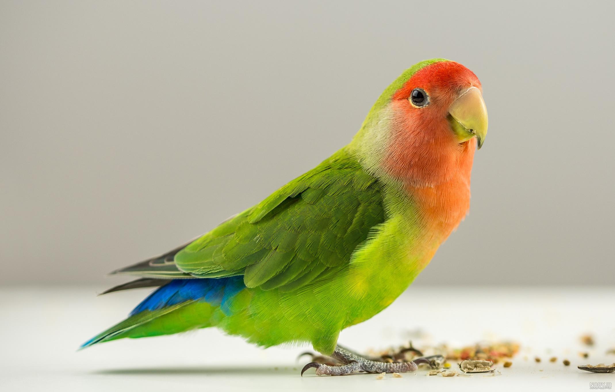 عکس مرغ عشق نر و ماده