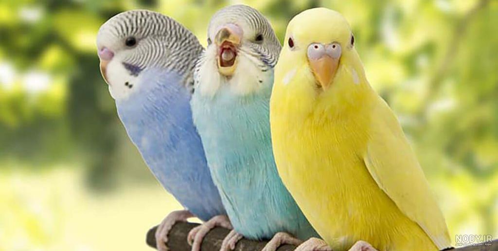 عکس مرغ عشق نر مست