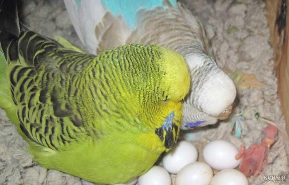 عکس مرغ عشق نر پیر