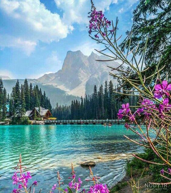 عکس گل و طبیعت برای پروفایل