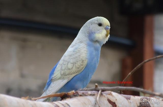 مرغ عشق نر دستی - ایران‌گلدپت