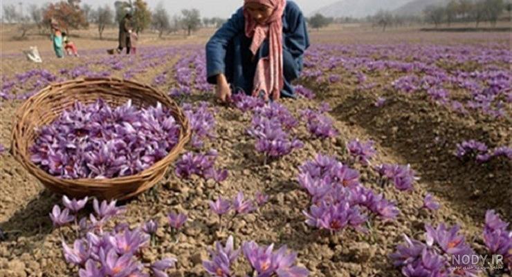 مشرق نیوز - عکس/ برداشت زعفران در مرند مشرق نیوز - عکس/ برداشت زعفران در مرند