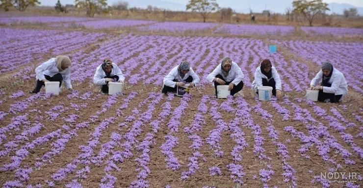 مشرق نیوز - عکس/ برداشت زعفران در مرند مشرق نیوز - عکس/ برداشت زعفران در مرند