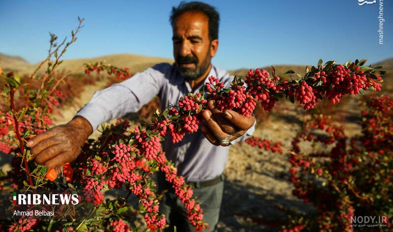 مشرق نیوز - عکس/ برداشت زعفران در مرند مشرق نیوز - عکس/ برداشت زعفران در مرند