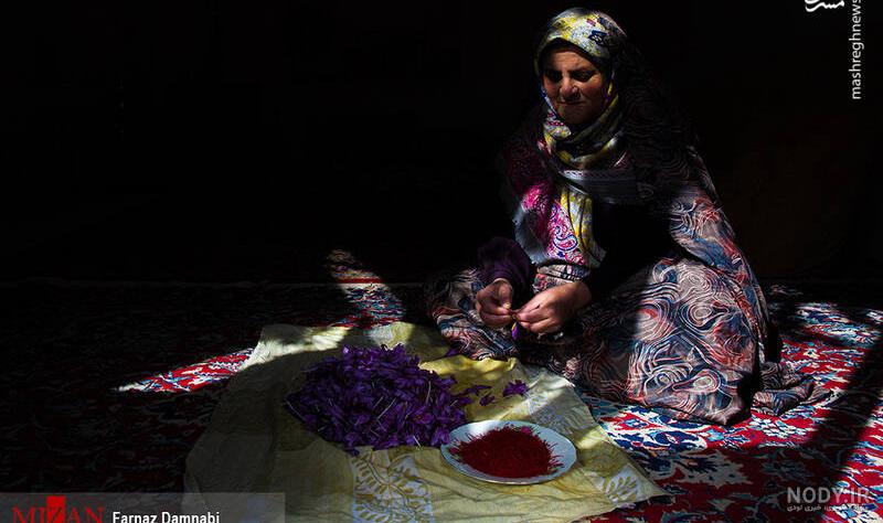 مشرق نیوز - عکس/ جمع آوری زعفران در افغانستان مشرق نیوز - عکس/ جمع آوری زعفران در افغانستان