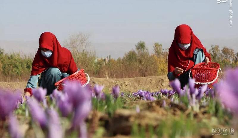 کشف ۳ تن پیاز زعفران قاچاق در فردوس - باشگاه خبرنگاران کشف ۳ تن پیاز زعفران قاچاق در فردوس - باشگاه خبرنگاران