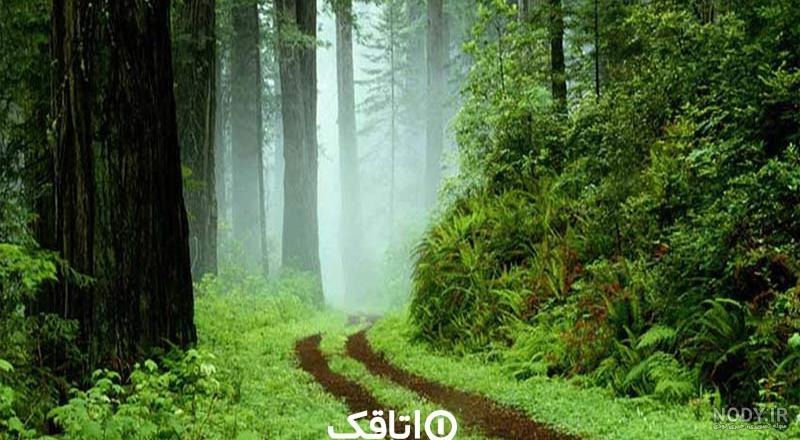 بازارهای محلی گیلان ، تولم شهر، صومعه سرا – پایگاه‌خبری کادوس‌ آوا