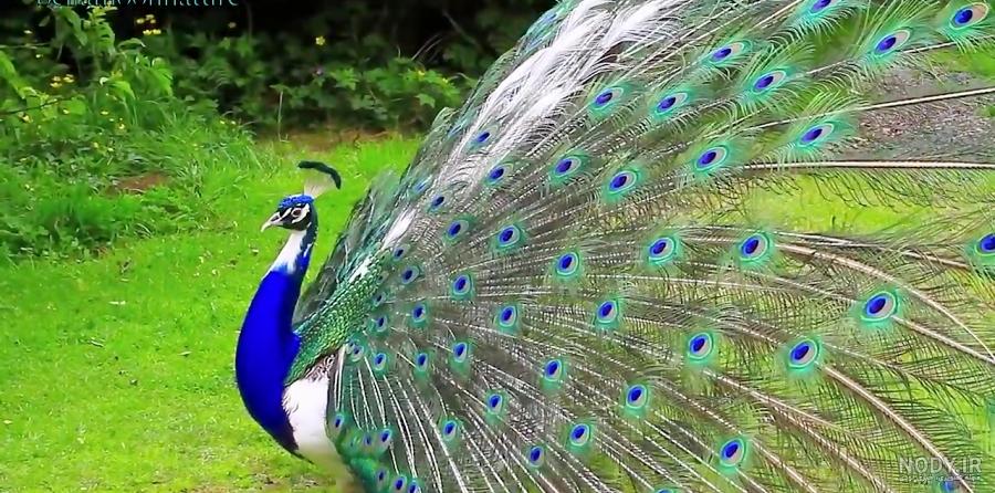 عکس طاووس هندی