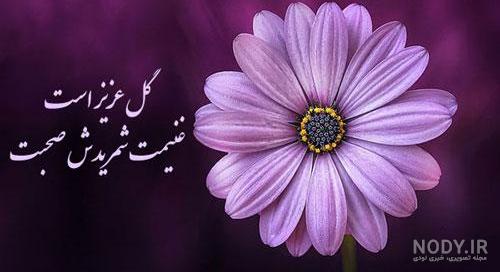 عکس پروفایل گل عاشقانه زیبا از شاخه رز تا نرگس 120 تصویر با کیفیت!