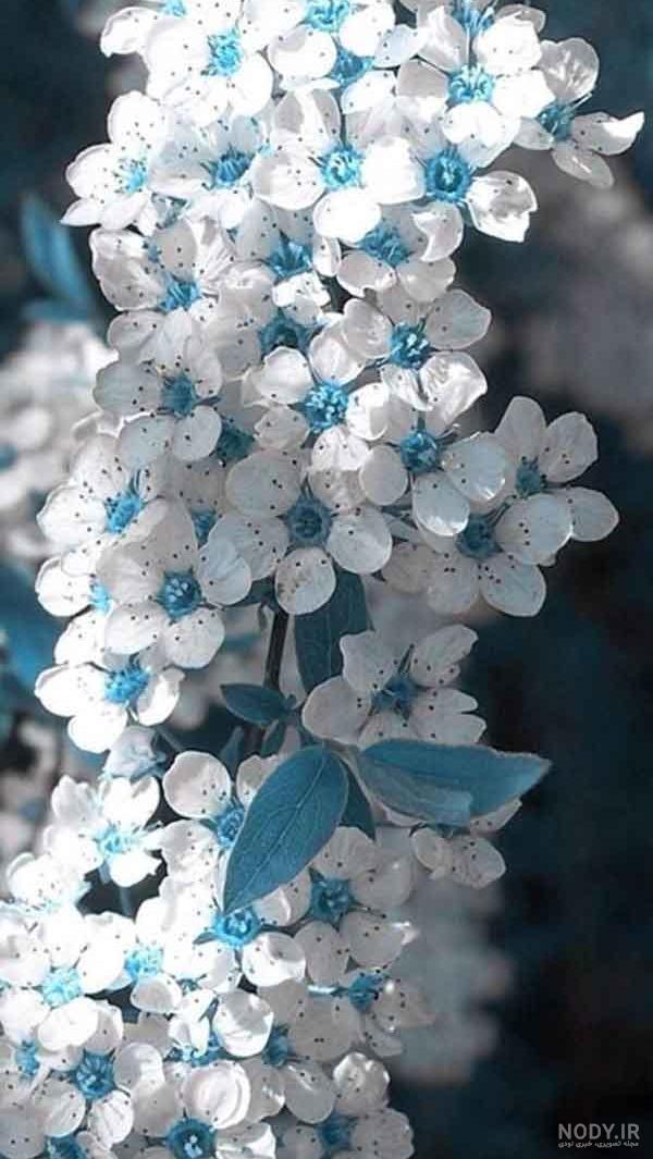 عکس کیک آبی و سفید