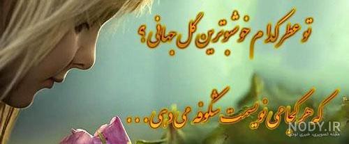 عکس گل رز پرپر شده