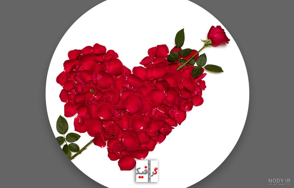 عکسهای گل رز پرپر شده