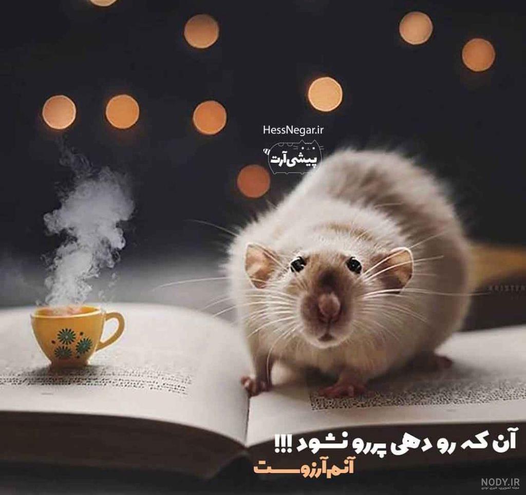 گالری عکس آرزو رصافی | منظوم گالری عکس آرزو رصافی | منظوم