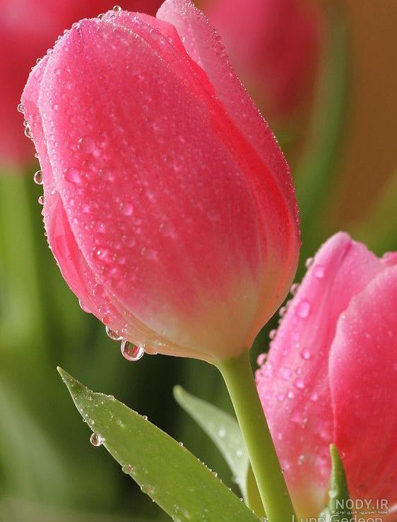 عکس های گل لاله صورتی - عکس نودی