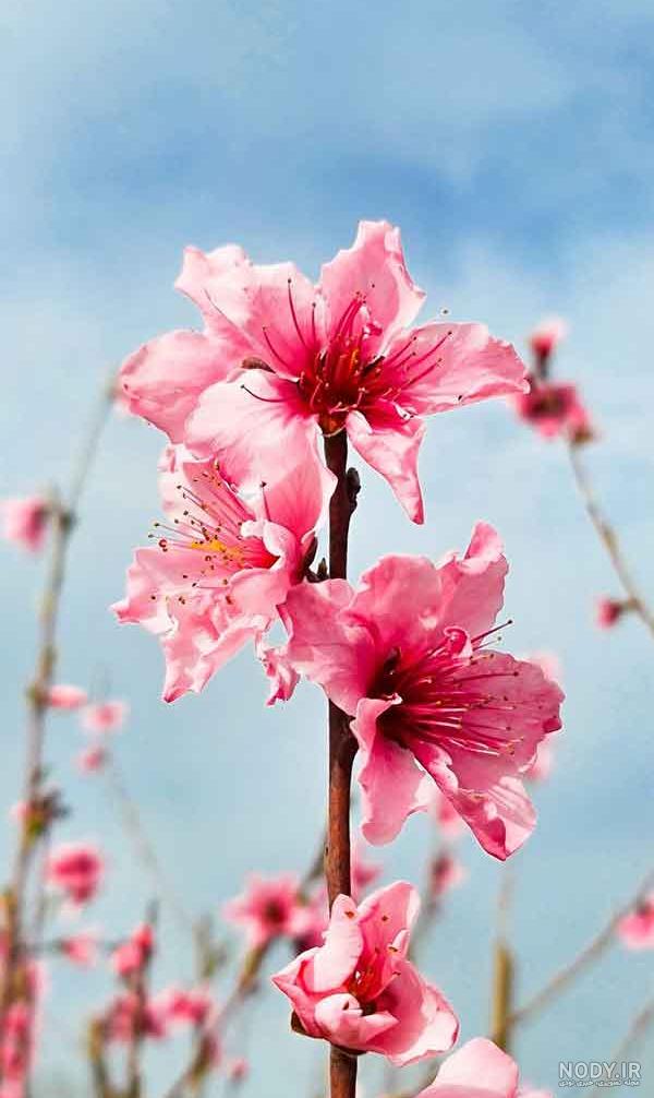 60 ایده و مدل چیدمان گل طبیعی در خانه و پذیرایی (مدل تزئین ...