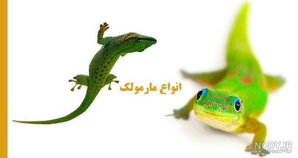 بایگانی‌ها حیوانات - صفحه ۱۴ از ۲۱ - ماورا جی پی - دانلود طرح لایه باز