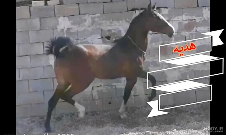 خرید و قیمت طرح لایه باز اطلاعیه مراسم خیمه سوزان دارای عکس اسب ...