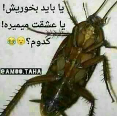 خنده دار ترین ویدیو های سوسک های پروازی 😂 این آدم احمق اصلا سوسک رو ...