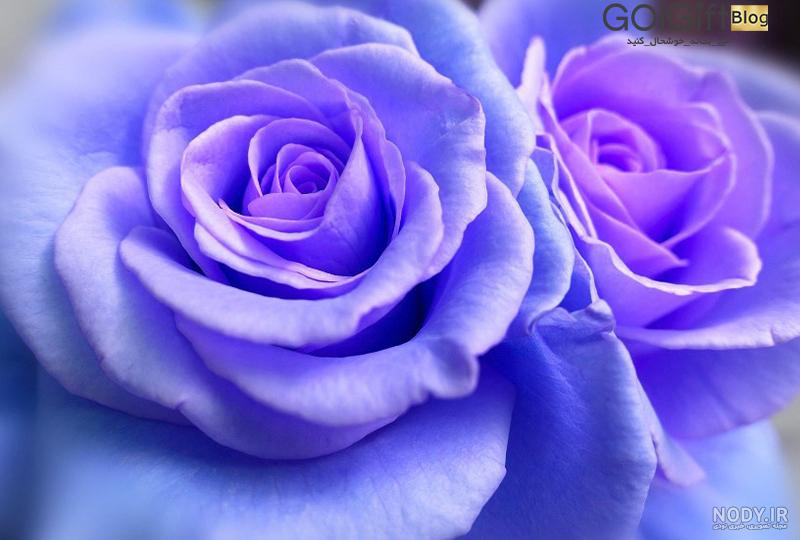 ست پذیرایی گل آبی دنی هوم - کلبه هنر ست پذیرایی گل آبی دنی هوم - کلبه هنر