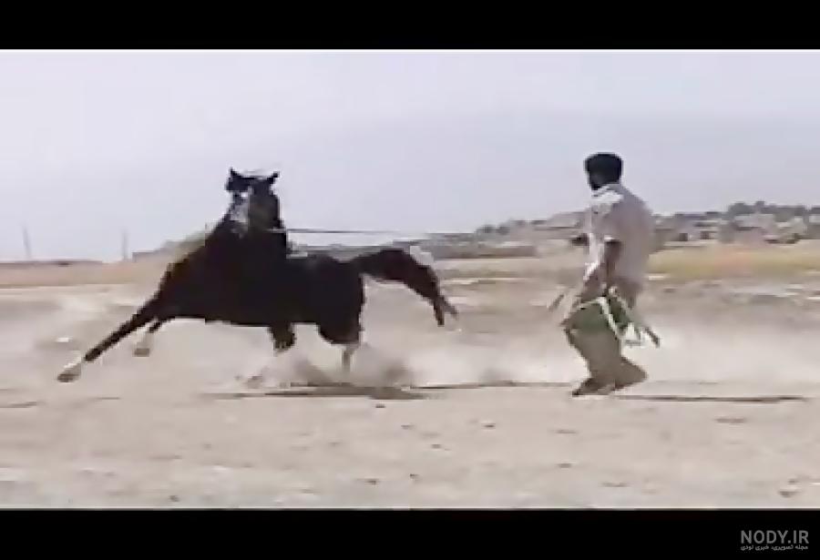 طراحی اسب
