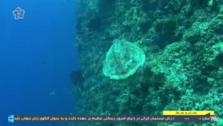 ظرف آب پر از میگو مارمولک ماهی سیاه ماهی قرمز